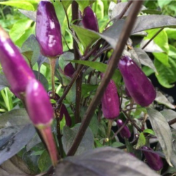 Violet Cables 10 seeds