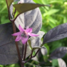 Violet Cables Pepper Seeds - 10 Seeds | Ornamental & Hot