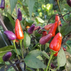 Violet Cables 10 seeds