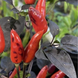 Violet Cables Pepper Seeds - 10 Seeds | Ornamental & Hot