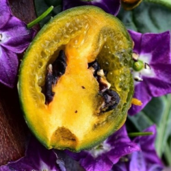 Mini Olive Rocoto -siemenet - 10 kpl | Mustat siemenet