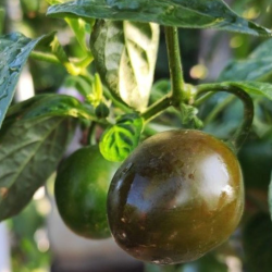 Semi di Mini Olive Rocoto - 10 Semi | Peperoncino dai Semi Neri