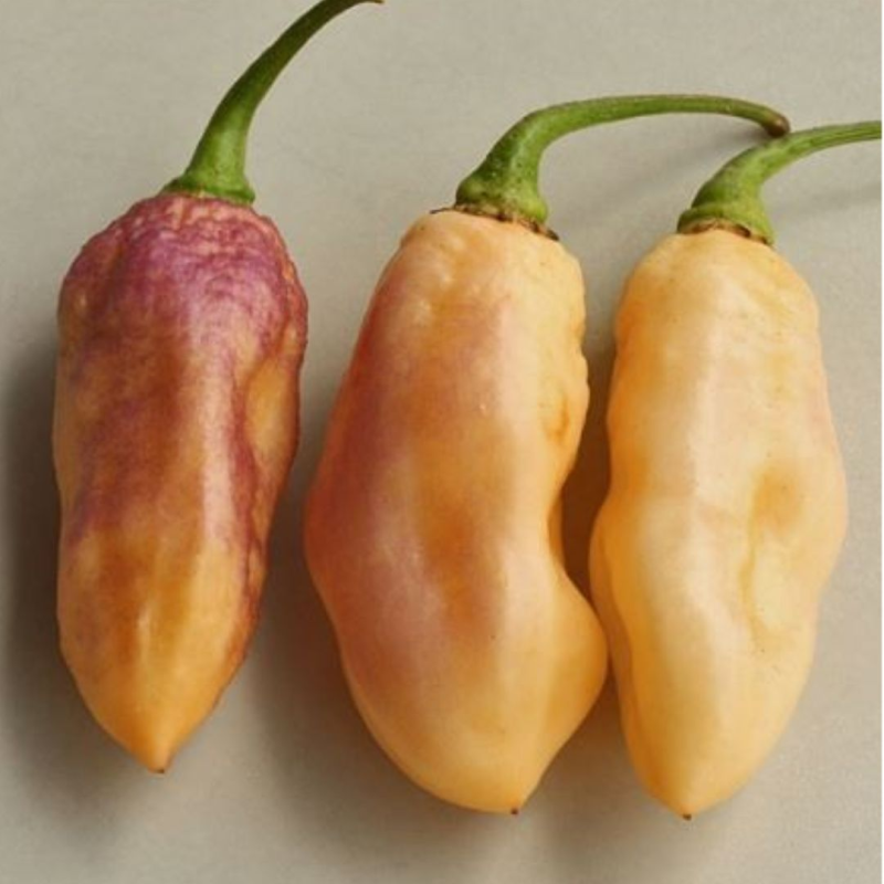 PDN X Douglah Seeds - 10 Seeds | 1 Million SHU Super-Hot