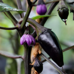 Count Dracula (black leaves)