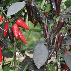 Count Dracula Pepper Seeds - 10 Seeds | Black Foliage Ornamental