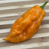 Bhut Jolokia Orange