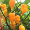 Semillas de Bhut Jolokia Naranja - 10 Semillas | 1 Millón SHU