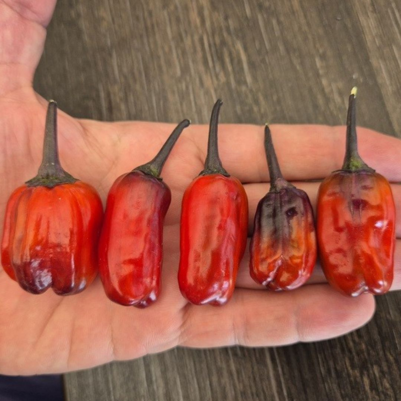 Scarlett's Variegated Chili  5+ Samen Von Valeyrac Exotics, Bunte Chili-Samen  Chili Getrocknet