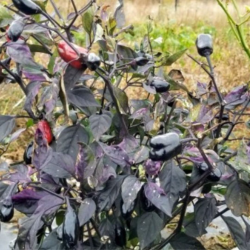 Semillas de Chile Scarlett Variegated - 10 Semillas | Ornamental