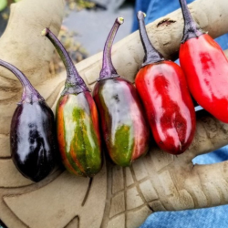 Graines de Piment Scarlett Variegated - 10 Graines | Ornemental