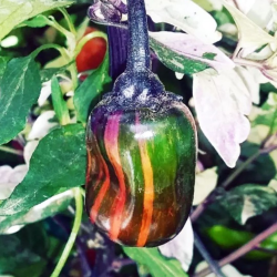 Scarlett Variegated -siemenet - 10 kpl | Kirjavalehtinen chili