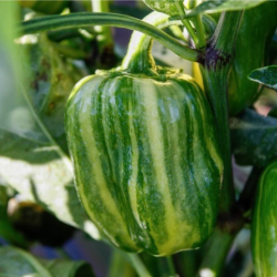 Candy Cane Chocolate Cherry Seeds - 10 Seeds | Striped Sweet Pepper