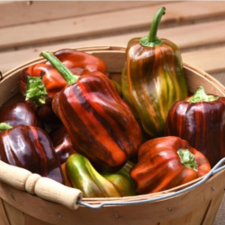 Candy Cane Chocolate Cherry Seeds - 10 Seeds | Striped Sweet Pepper