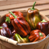 Candy Cane Chocolate Cherry Seeds - 10 Seeds | Striped Sweet Pepper
