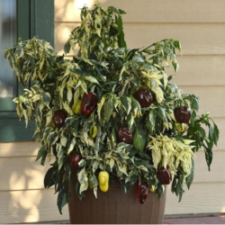 Candy Cane Chocolate Cherry Seeds - 10 Seeds | Striped Sweet Pepper