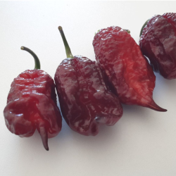 Gator Jigsaw Purple Seeds - 10 Seeds | 2 Million SHU Super-Hot