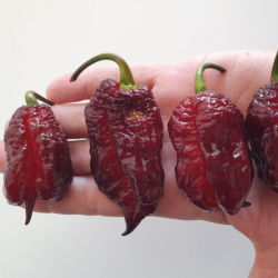 Semi di Carolina Reaper Mustard - 10 Semi | Variante Rara