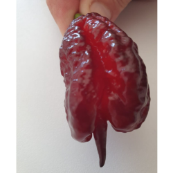 Semi di Carolina Reaper Mustard - 10 Semi | Variante Rara