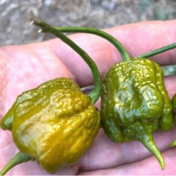 Carolina Reaper Mustard Samen - 10 Stück | Extrem Scharf