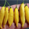 Aji Lemon DROP - 10 Samen