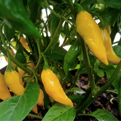 Aji Lemon DROP - 10 Siementä