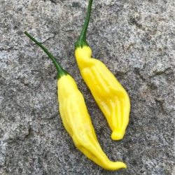 Aji Lemon DROP