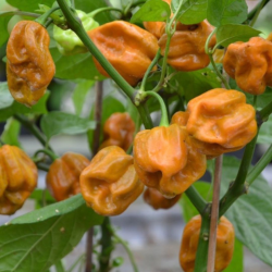 Habanero Mostarda