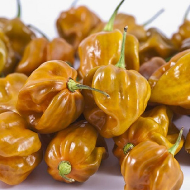 Habanero Mostarda 10 sementes