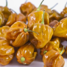 Habanero Mostarda