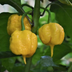 Gelbe Carolina Reaper