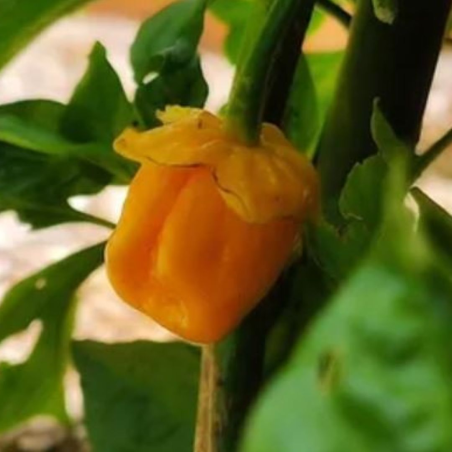 7 Pot Bubblegum Orange