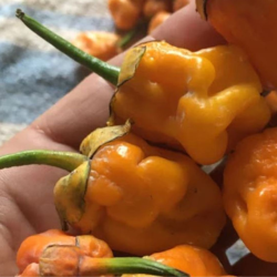 7 Pot Bubblegum Orange