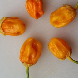 7 Pot Bubblegum Laranja 10 sementes