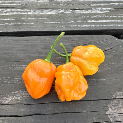 7 Pot Bubblegum Orange