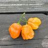 7 Pot Bubblegum Orange