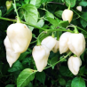 Bhut Jolokia White