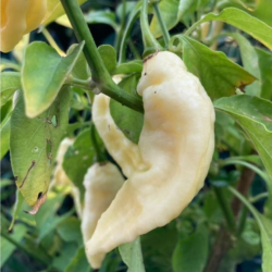 Valkoinen Bhut Jolokia