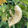 Bhut Jolokia White