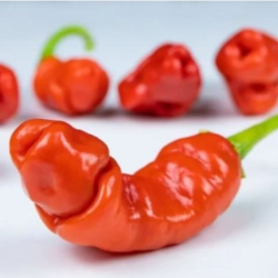 Peter Pepper 10 seeds