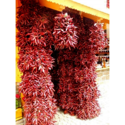 Graines de Paprika Hongrois - 10 Graines | Épice Douce