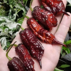 Gator Jigsaw Chocolate 10 sementes