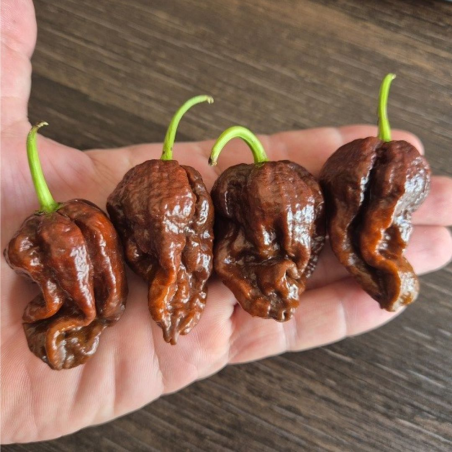 Gator Jigsaw Chocolate