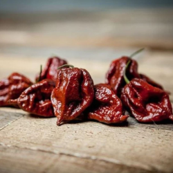 Gator Jigsaw Chocolate 10 sementes