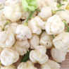 Moruga Scorpion Branca 10 sementes