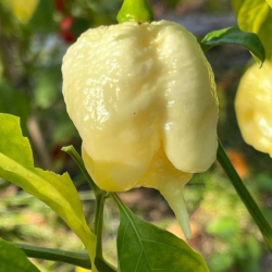 Moruga Scorpion Branca 10 sementes
