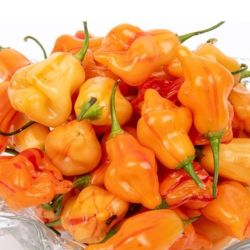 Tangerine Tiger 10 seeds