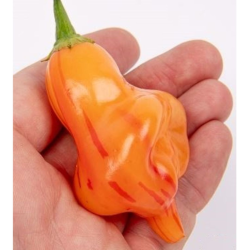 Tangerine Tiger 10 graines