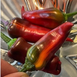 Tiger Jalapeño 10 semi