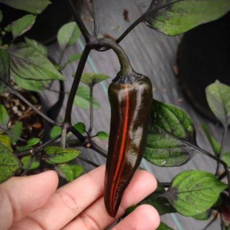 Tiger Jalapeño 10 graines