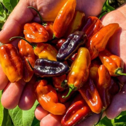 Pimenta Puma: El Ornamental de Fuego y Sombra